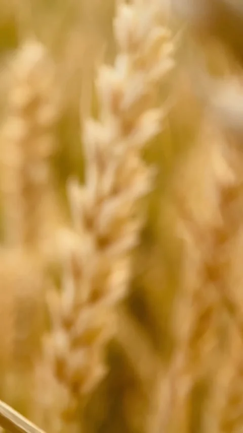 Macro yellow ear of wheat close up, harvest Stock Footage 245101493
