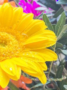 Macro yellow flower background,Macro shot flower background,Yellow,Backgrou.. Stock Photos