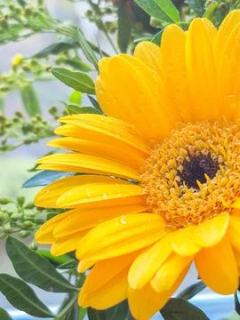 Macro yellow flower background,Macro shot flower background,Yellow,Backgrou.. Stock Photos