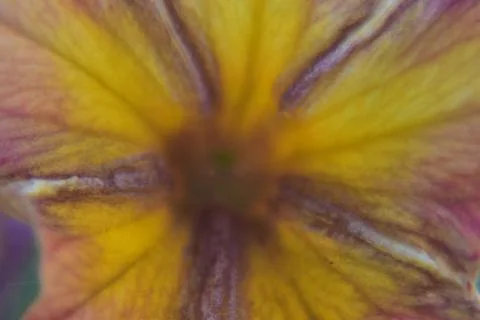 Macro of a yellow flower 库存照片