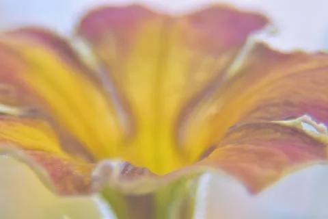 Macro of a yellow flower Stock Photos