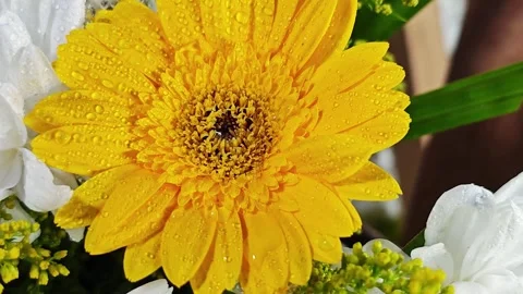 Macro yellow gerbera daisy with detailed core and water drops. Stock Footage 342319536