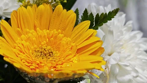 Macro yellow gerbera daisy with water drops in bouquet. Stock Footage 342319389