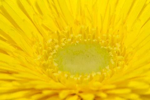 Macro of yellow gerbera 库存照片