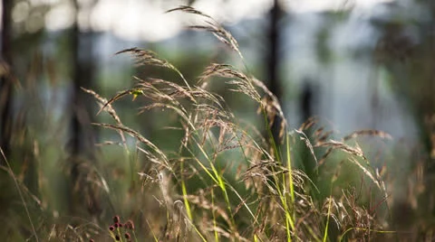 Macro of yellow grass swaying in the wind. Autumn. Shot to RAW, wide dynamic 库存影片 27087549