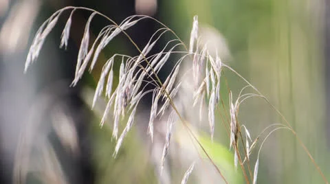 Macro of yellow grass swaying in the wind. Autumn. Shot to RAW, wide dynamic 库存影片 27087557
