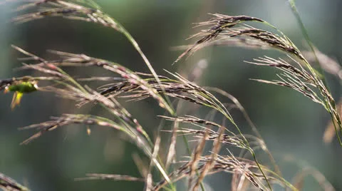 Macro of yellow grass swaying in the wind. Autumn. Shot to RAW, wide dynamic Vidéo 27087622