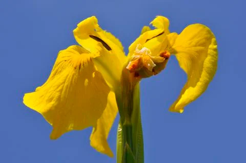 Macro yellow iris Stock Photos