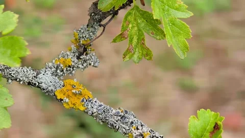 Macro of Yellow Lichen on Hawthorn Tree Branch Close Up Stock Footage 340524708