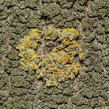 Macro of yellow lichen on tree bark with cracked green surface texture 写真素材