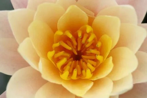 Macro yellow lotus background Stock Photos