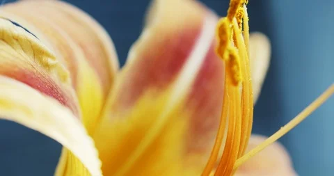 Macro yellow orange Lily flower 動画素材 112799546