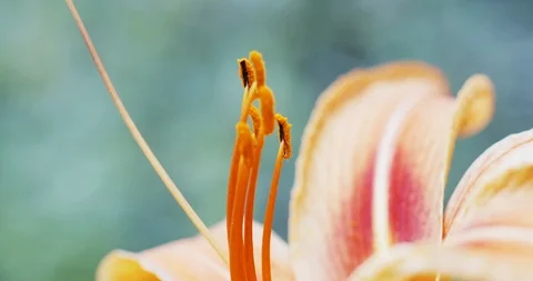 Macro yellow orange Lily flower Vídeos de archivo 113123770