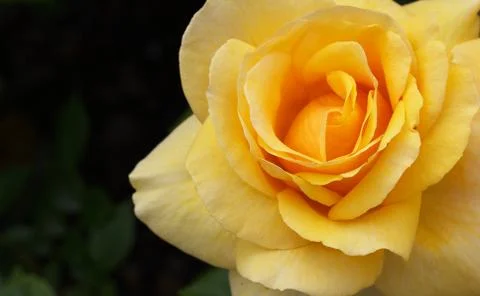 Macro yellow orange rose right Stock Photos