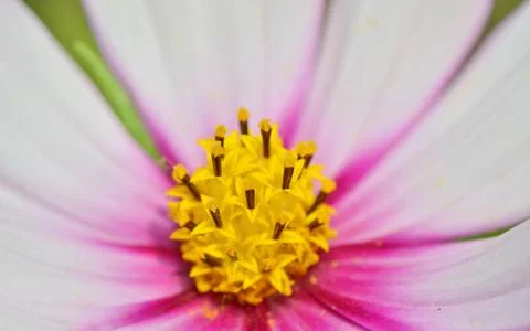 Macro yellow pistil Stock Photos