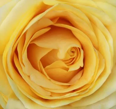 Macro yellow rose Stock Photos