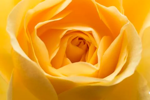 Macro yellow rose Stock Photos
