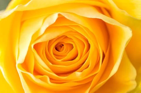 Macro of Yellow Rose Stock-Fotos