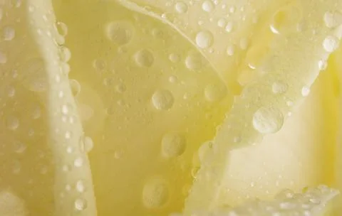 Macro of yellow rose Stock Photos