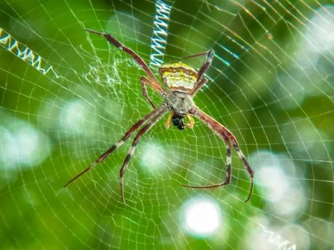 The macro of yellow spider Stock Photos