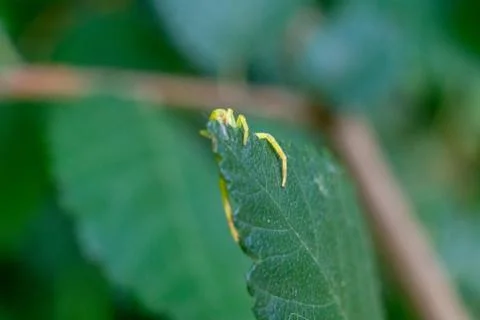 Macro of a yellow spider weaving the web on a green leaf Stock Photos