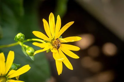 Macro of yellowflower with bee inside Stock Photos