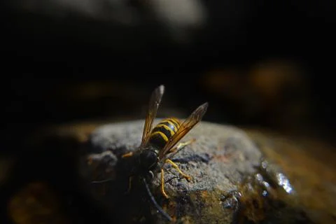 Macro Yellowjacket Wasp Drinking Water Stock-Fotos