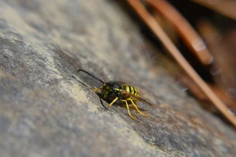 Macro Yellowjacket Wasp on a Rock Stock Photos