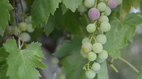 Macro of Young Black Grape Bunches - Vineyard Growth Stage Stock Footage 11431196