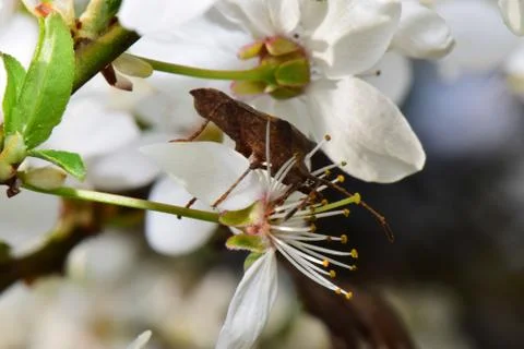 Macro of young bug Anoplocerus elevates in cherry flowers Prunus cerasus Stock Photos