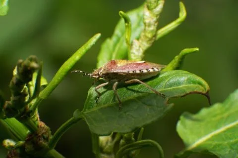 Macro of young bug Dolycoris baccarum Fotos de archivo