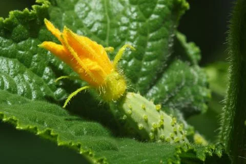 Macro of young cucumber with flower. Stock Photos