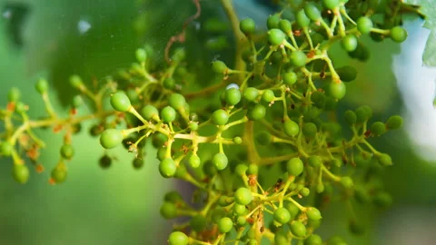 Macro of Young Green Grape Growing with the Background Colors of Nature, #1 tilt Stock Footage 137955463
