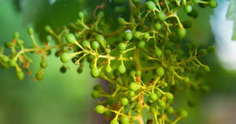 Macro of Young Green Grape Growing with the Background Colors of Nature, #1 tilt Stock Footage 137955525