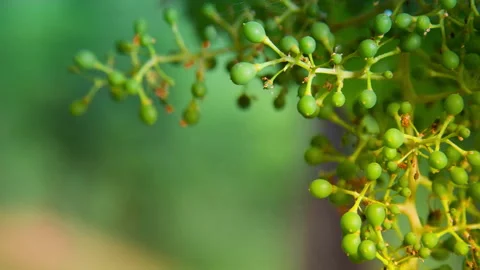 Macro of Young Green Grape Growing with the Background Colors of Nature, #2 pan Stock Footage 137957675