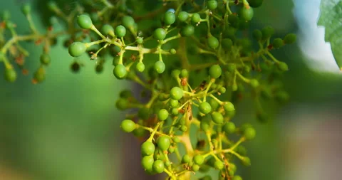 Macro of Young Green Grape Growing with the Background Colors of Nature, #2 pan Stock Footage 137957824