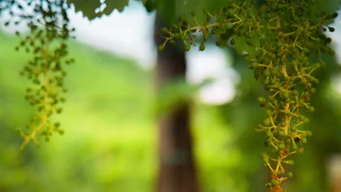 Macro of Young Green Grape Growing with the Background Colors of Nature, #3 pan Stock Footage 137958688