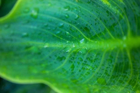 Macro of young green leaf covered with raindrops. Natural green background Stock Photos