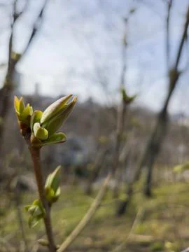 Macro of young green spring bud opening on tree branch with soft blurred forest Stock Photos