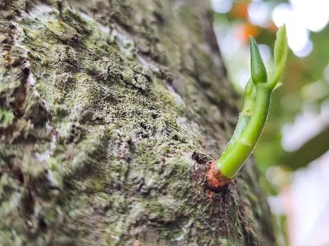 Macro Young Jackfruit Tree Sprout Growing from Bark Stock Photos