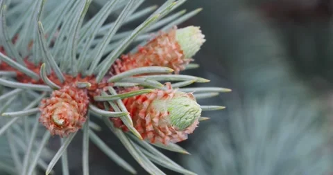 Macro of Young Pine Cones on Blue Spruce Branch Stock-Footage 336722740