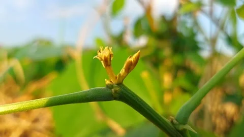Macro of Young Plant Bud Growing in Garden Sunlight, 4K Selective Focus Video stock 319340695