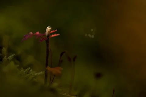 Macro young plant Foto stock