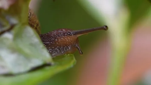 Macro young snail going to the edge of a leaf Stock Footage 237479061