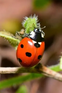 Macro of young spring red ladybug on fluffy blackberry leaf Stock Photos