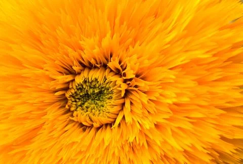 Macro of a young sunflower Stock Photos