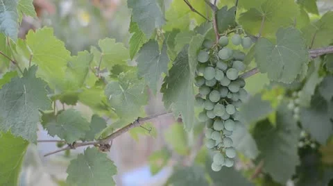 Macro of Young White Grape Bunches - Spring Vineyard Growth Stock Footage 11431226