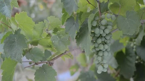 Macro of Young White Grape Bunches - Spring Vineyard Growth Stock Footage 11431257