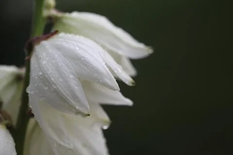 Macro Yucca Flower Stock Photos