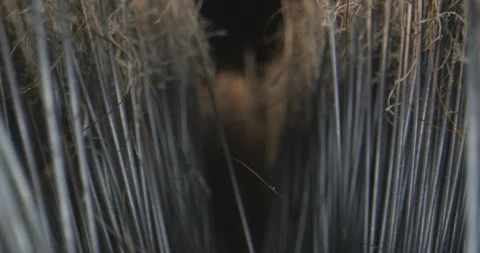 Macro zoom into broom bristles Stock Footage 121479461